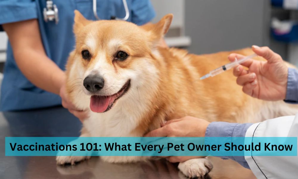 Vaccinations 101: What Every Pet Owner Should Know