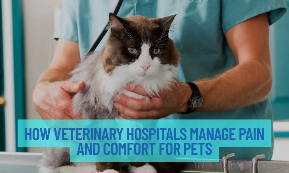 How Veterinary Hospitals Manage Pain And Comfort For Pets